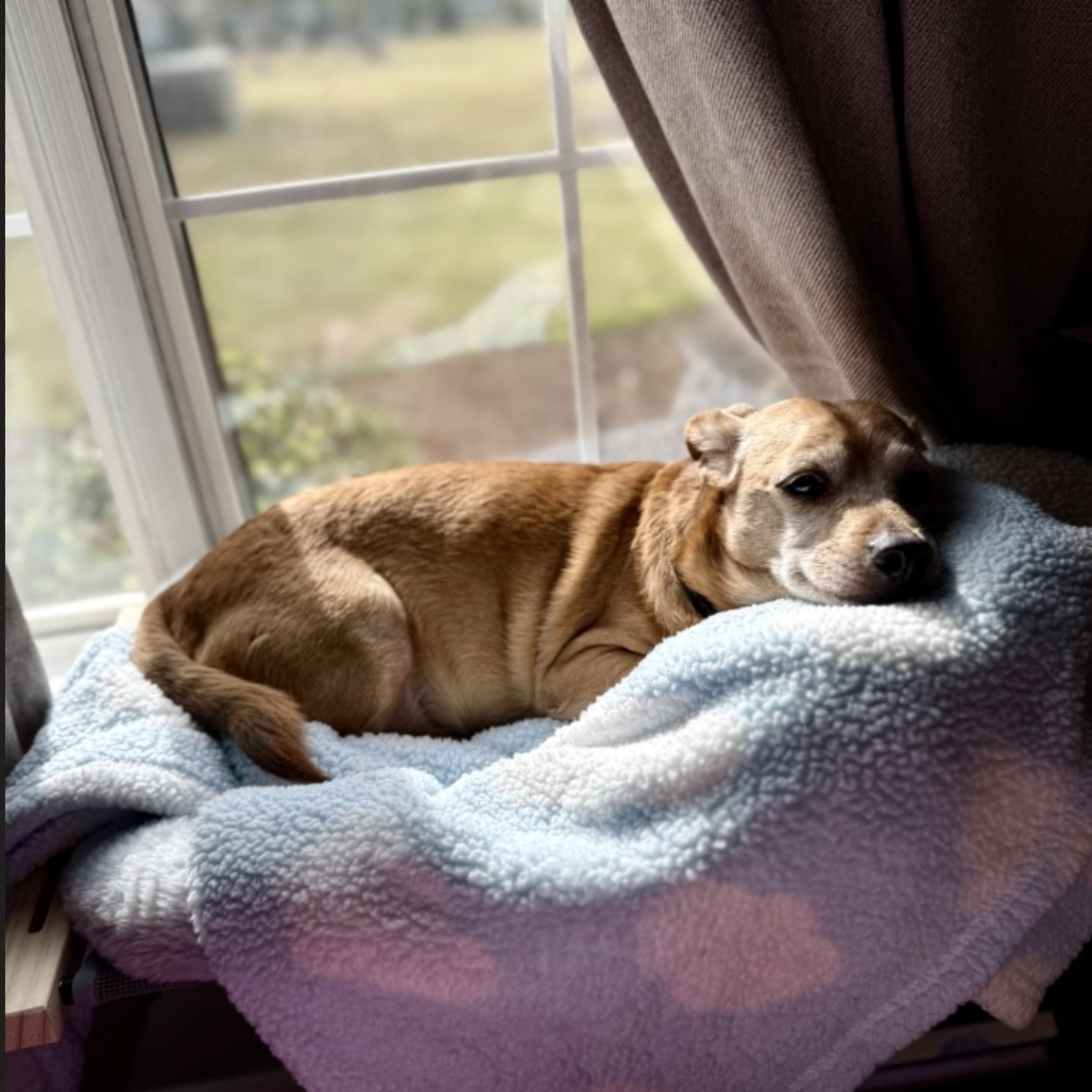 Barney (Courtesy Post) — thumbnail 3