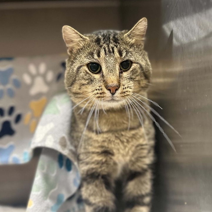 BUBBA - Domestic Shorthair available for adoption