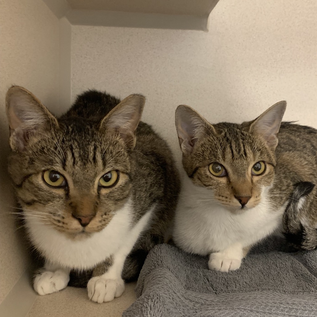 Ranger - Domestic Shorthair