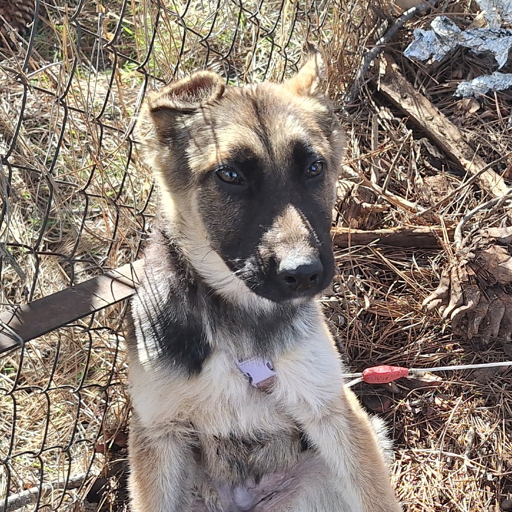 Kennel#5(Willow)'s preview photo