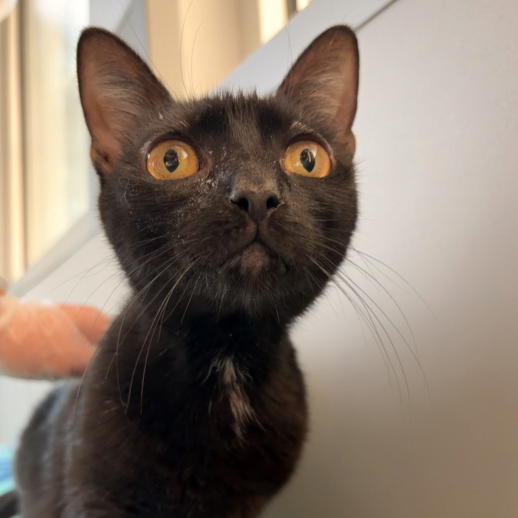 REESE'S PIECES - Domestic Shorthair available for adoption