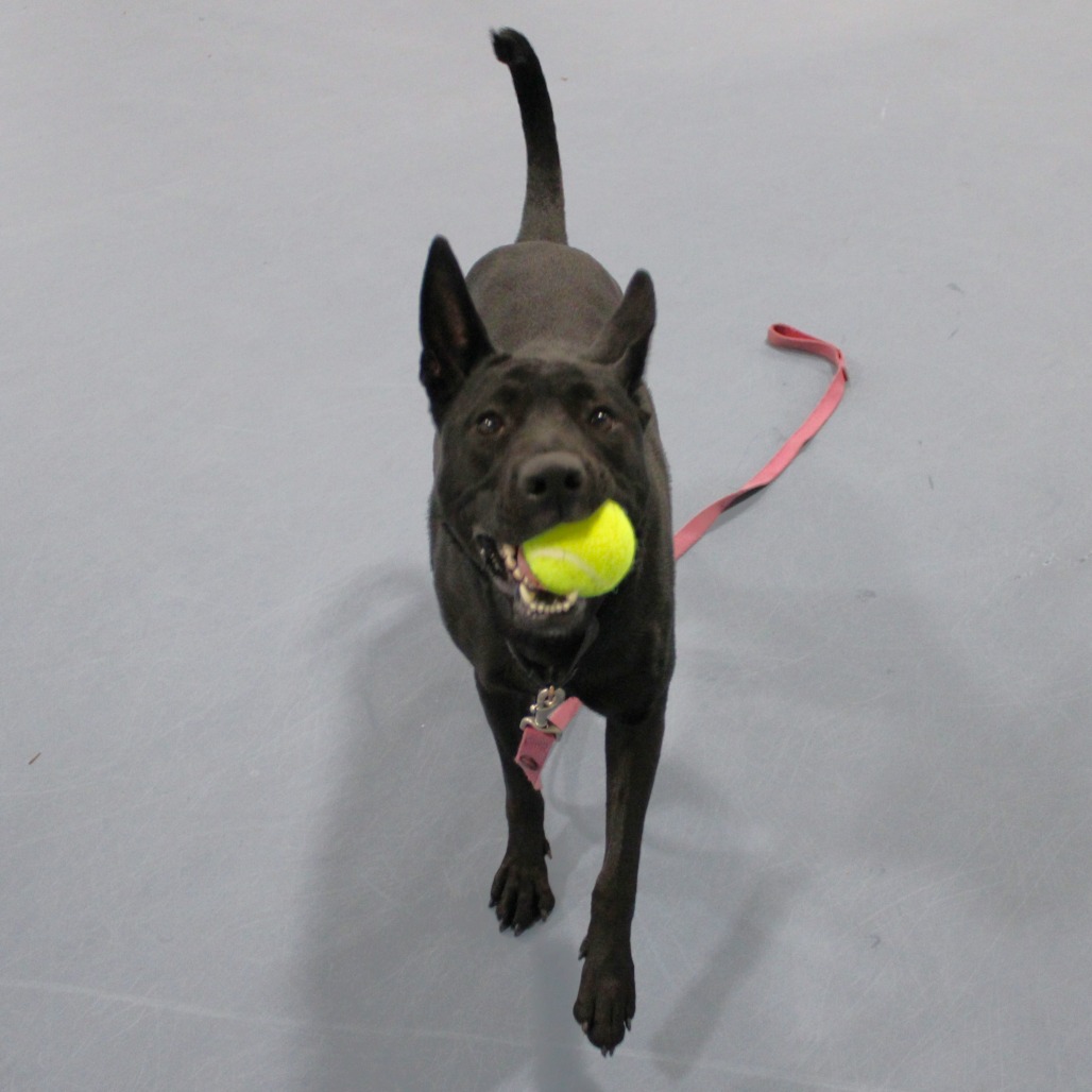 Coco — thumbnail 4