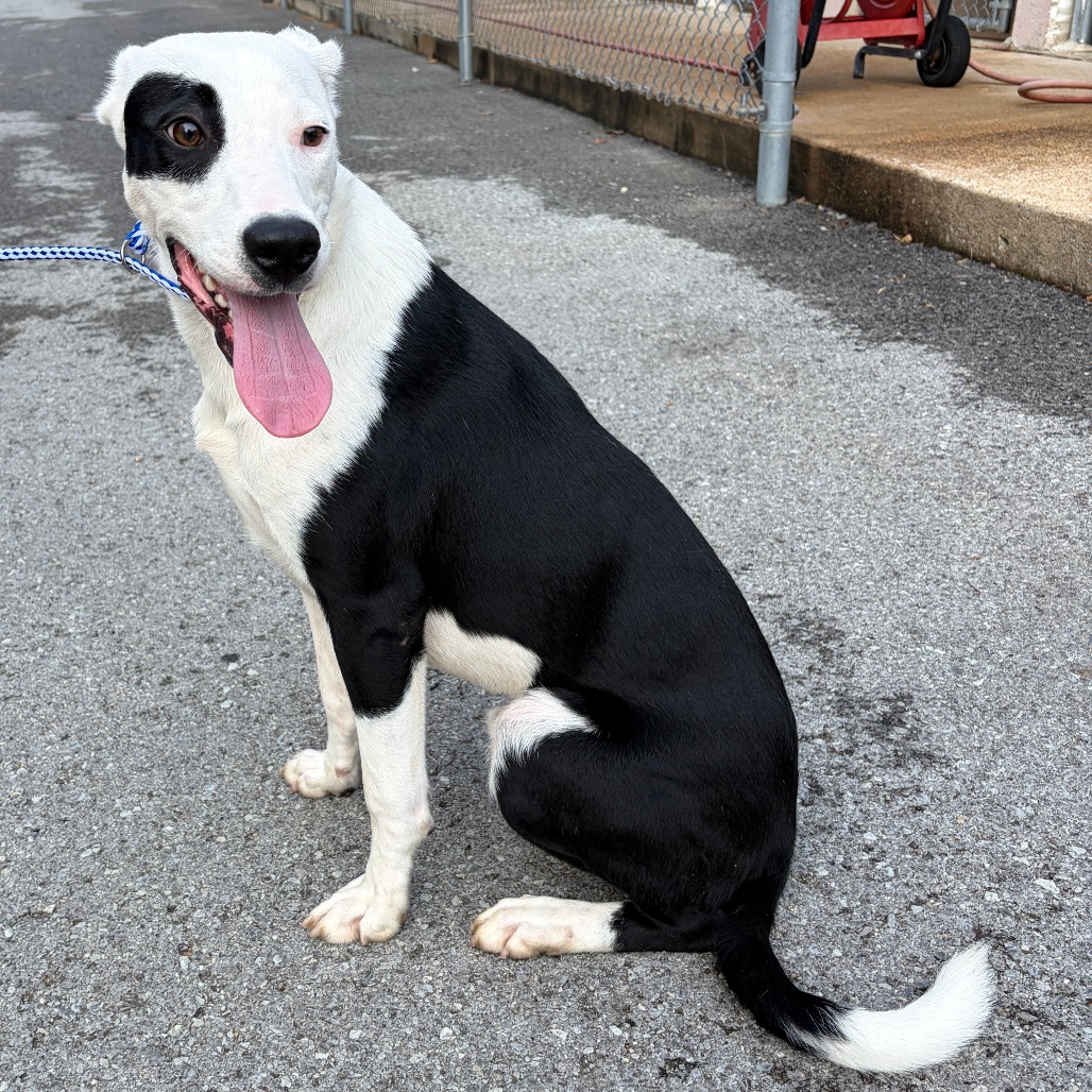 KEVIN JONAS - Mixed Breed (Small) available for adoption