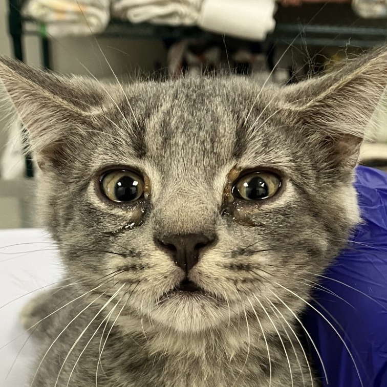 CELLO - Domestic Shorthair for adoption in Las Cruces