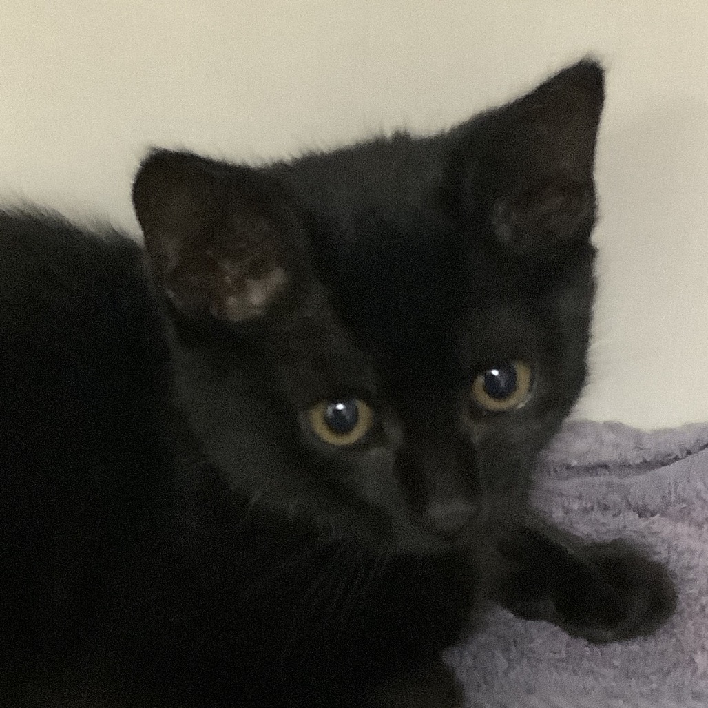 Mercury (yellow collar) - Domestic Shorthair