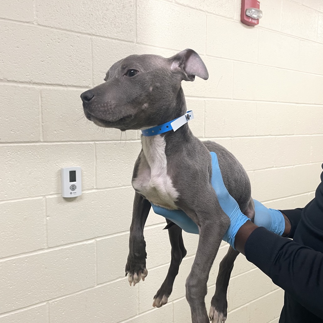 Ghost — thumbnail 3