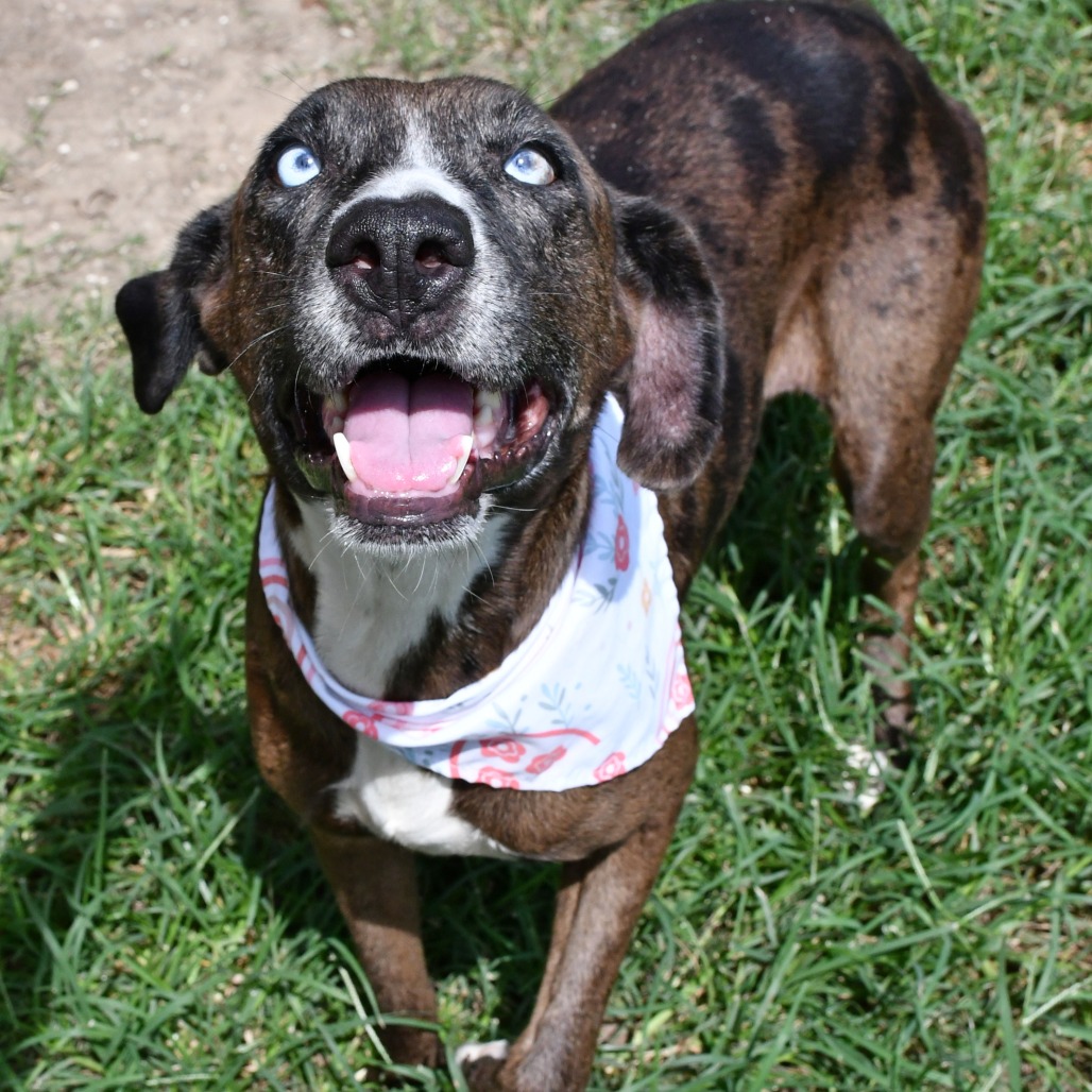 LAURIE - Catahoula Leopard Dog available for adoption