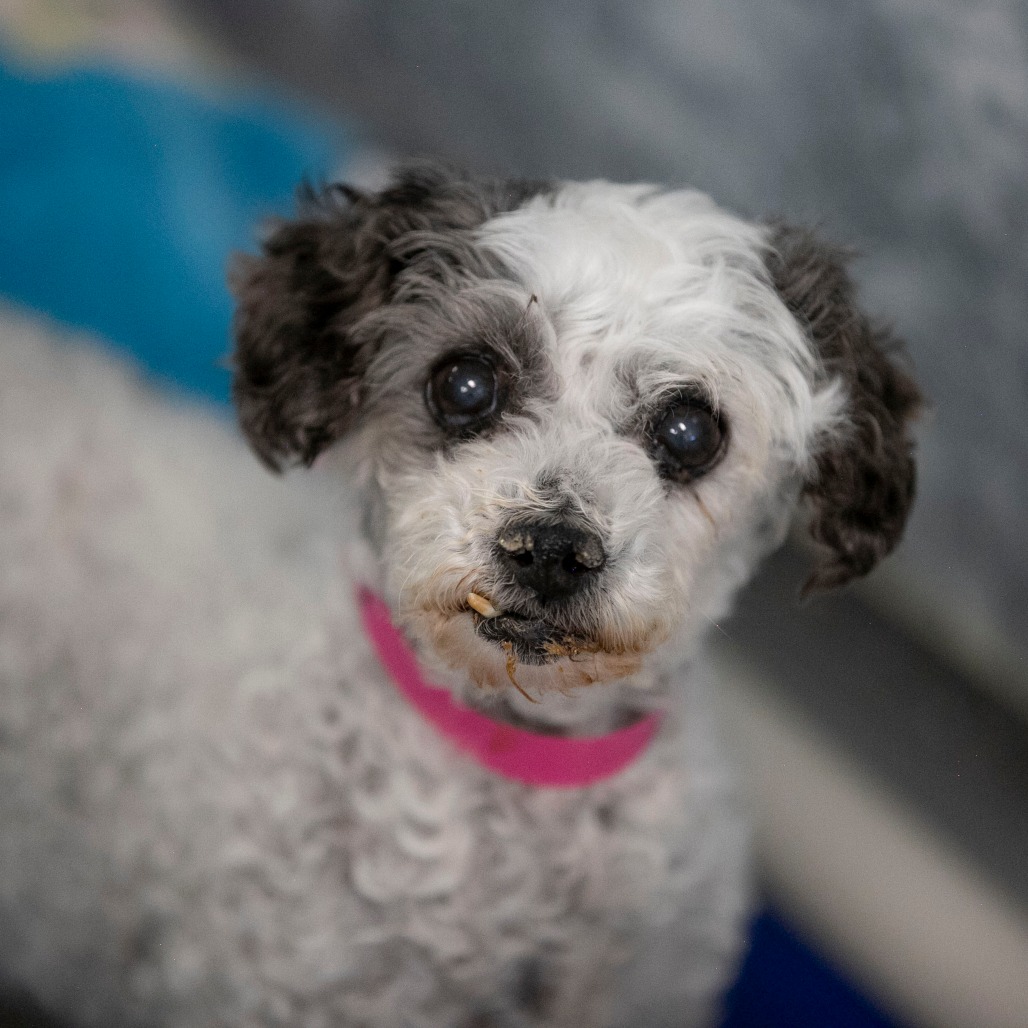 Holly (AP26-85), photo 5