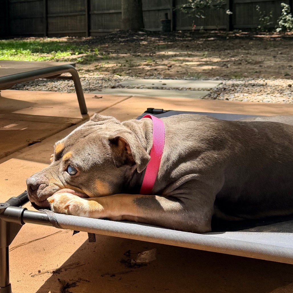 Princess Donut the Queen Anne Chonk, photo 4