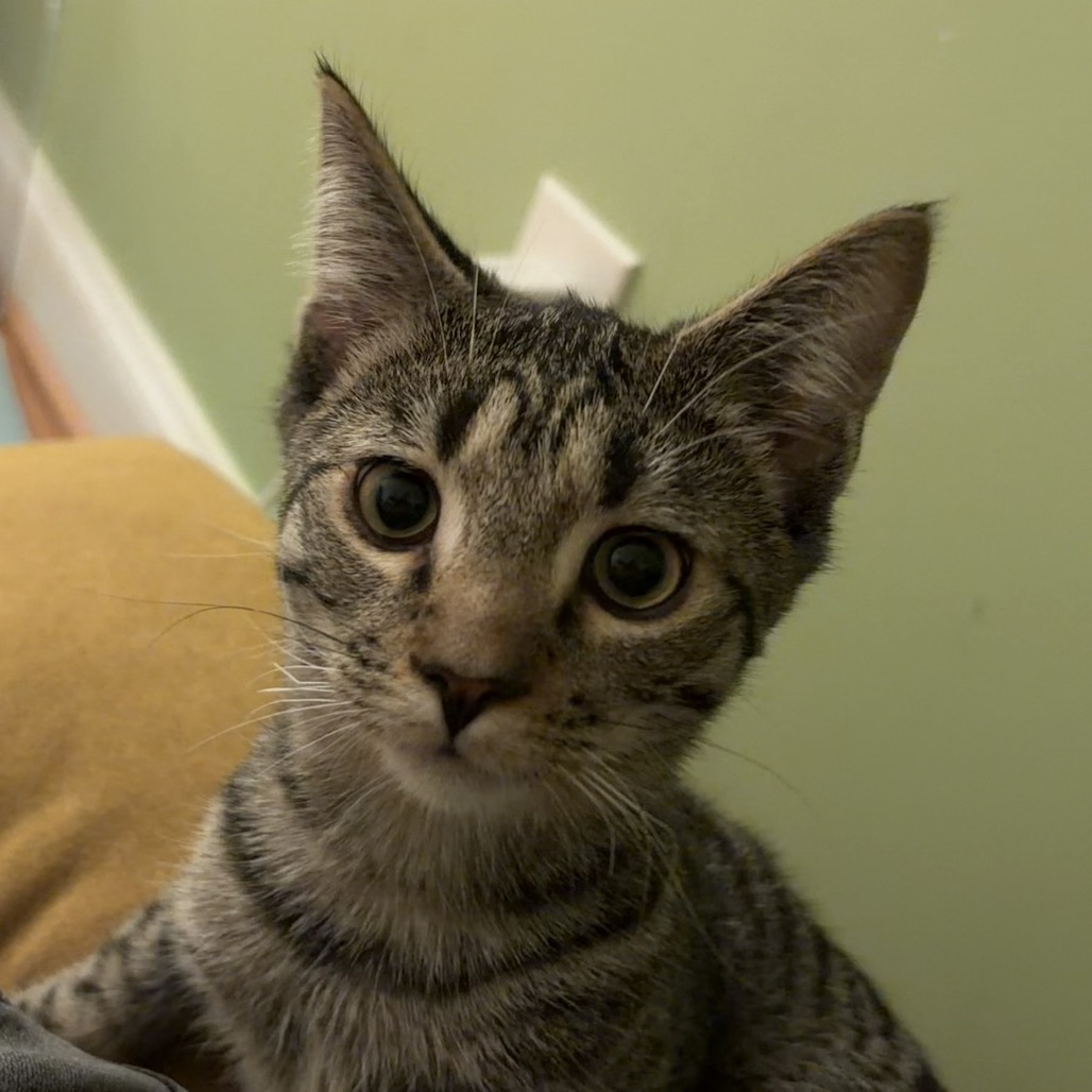 Mordecai, photo 15