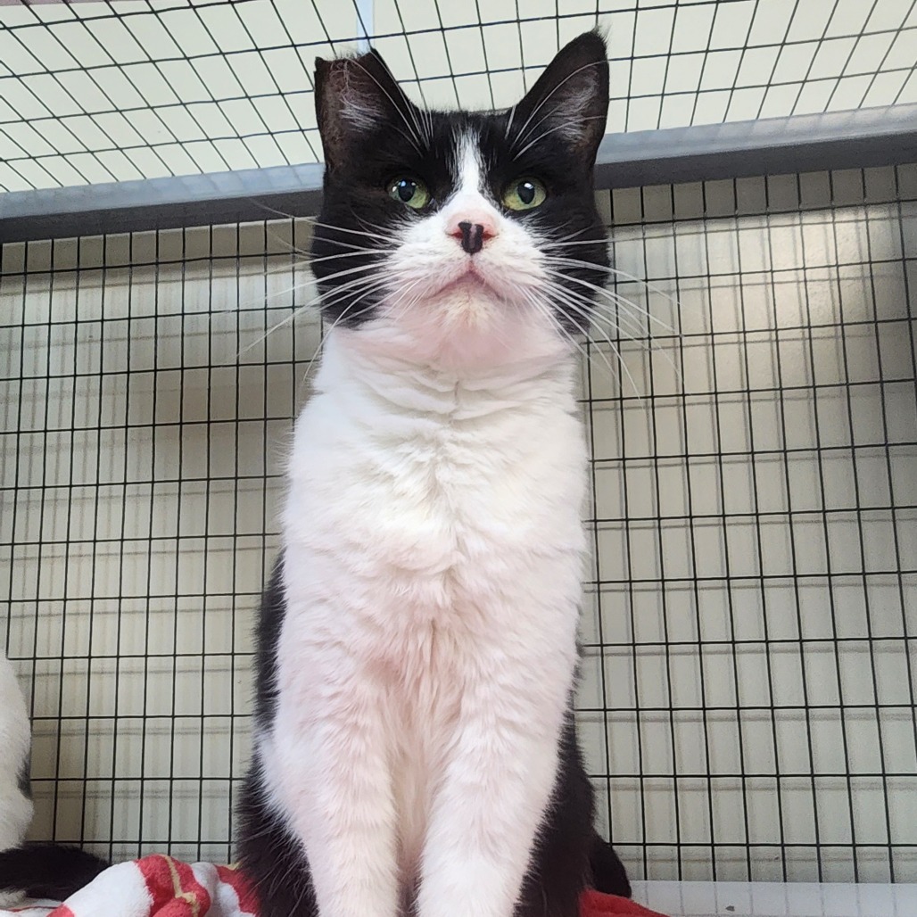 A#73b Button's preview photo