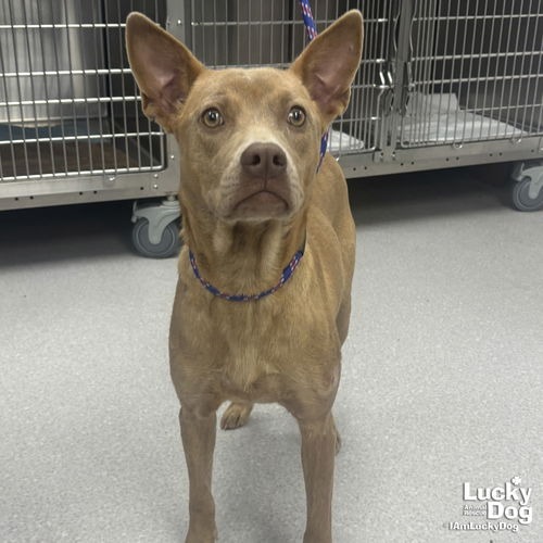 MISSY - Carolina Dog / Shepherd available for adoption