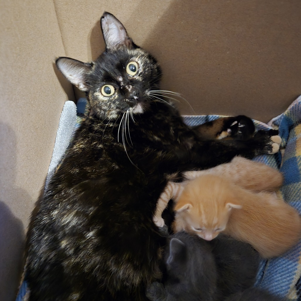 Penne: Female 20 Domestic Shorthair