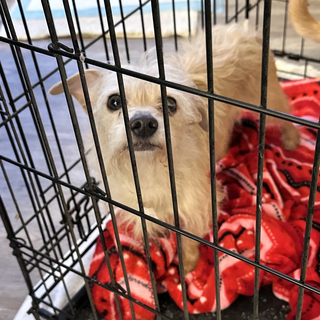 Sissy — thumbnail 4