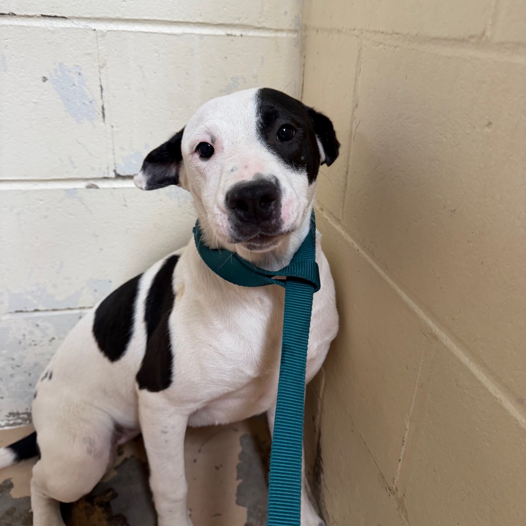 Tusc Stray 84013 2 3 4 5