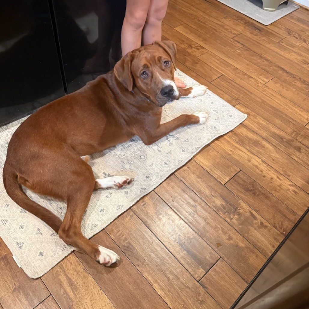DREX - Retriever, Labrador / Coonhound, Redbone available for adoption