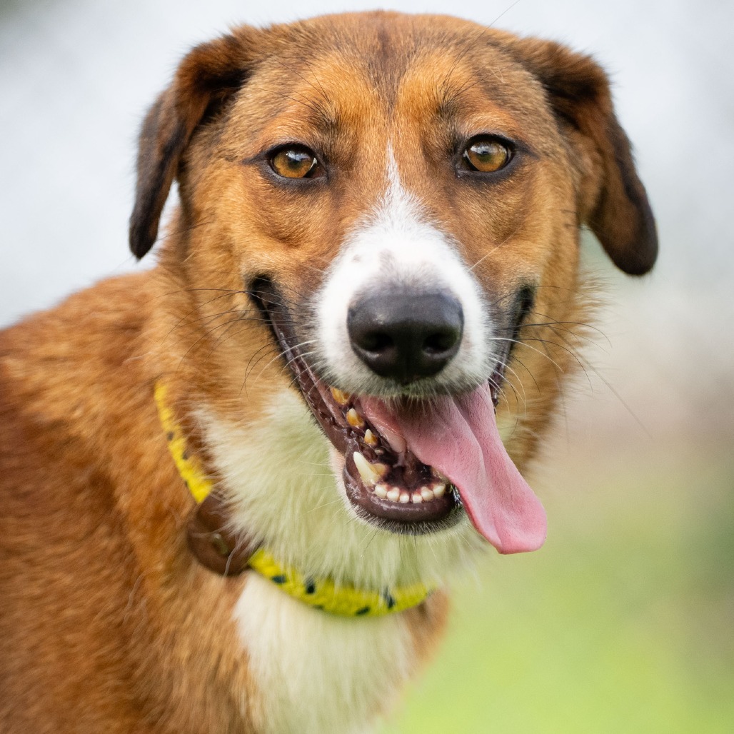 MACY - Shepherd available for adoption