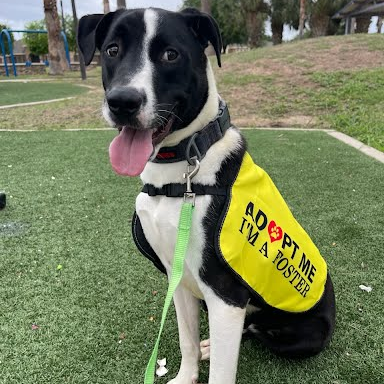 Glory, available for adoption at PVAS