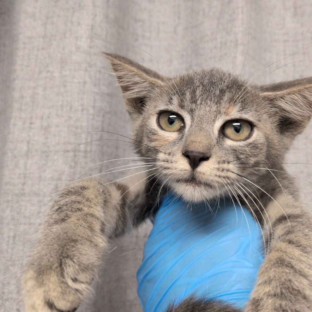 ALLEY - Domestic Shorthair available for adoption