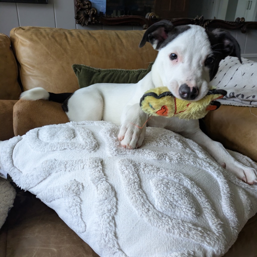 NY Freckles Avail Apr 26 (JV Mall Spring Fest)