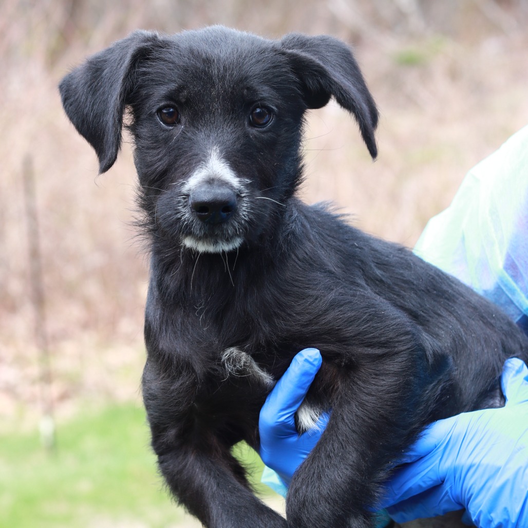 CT Tangy Tropical Bubblegum