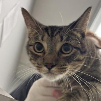 EDGAR - Domestic Shorthair available for adoption