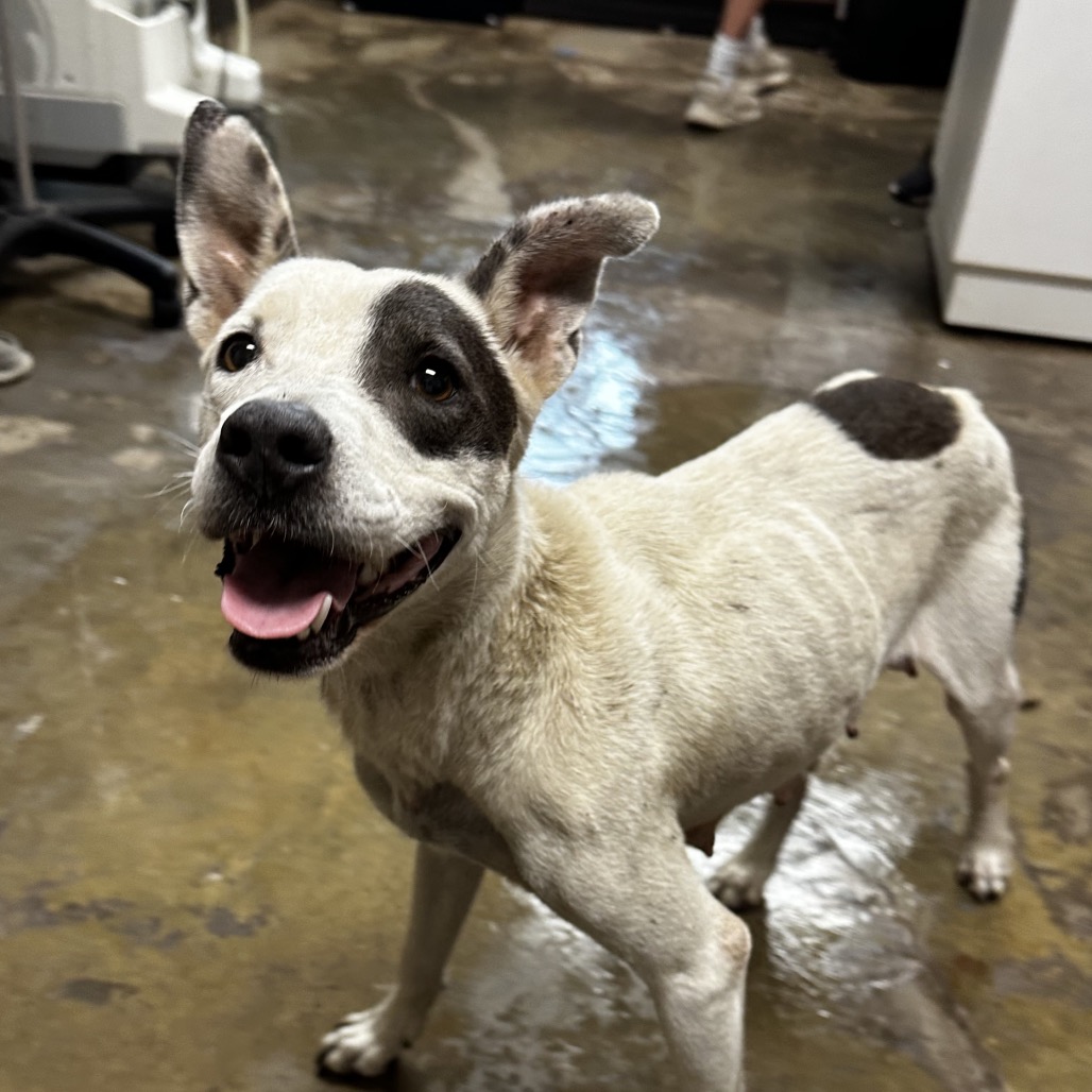 CARAMEL MACHIATTO - Terrier, American Staffordshire / American Blue Heeler available for adoption
