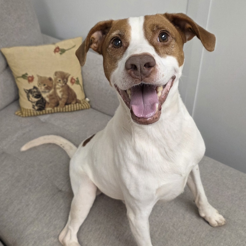 SKY - Catahoula Leopard Dog / Cattle Dog available for adoption