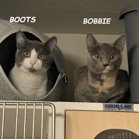 Bobbie — thumbnail 2