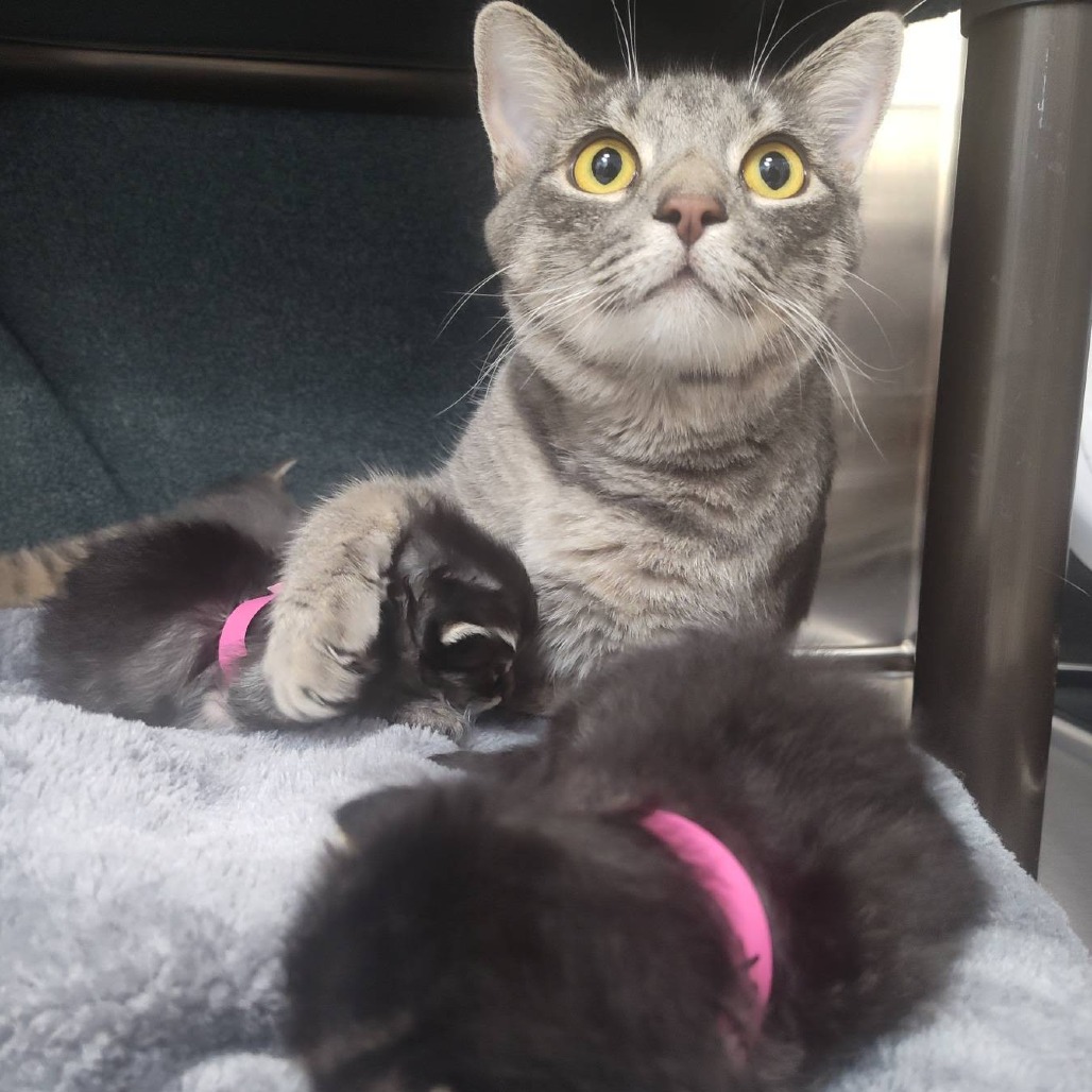 BEATRIX POTTER - Domestic Shorthair available for adoption