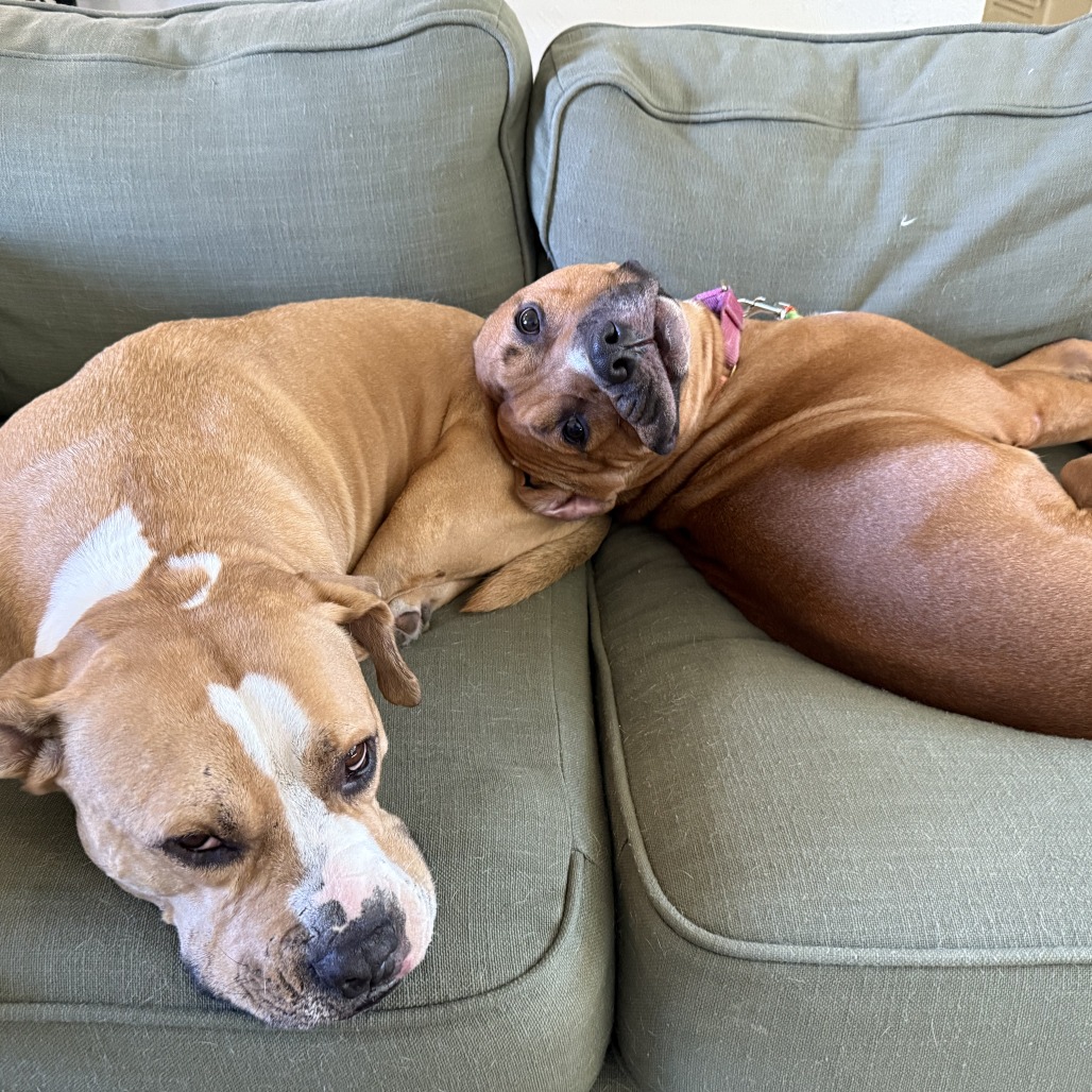 Tomlin — thumbnail 11