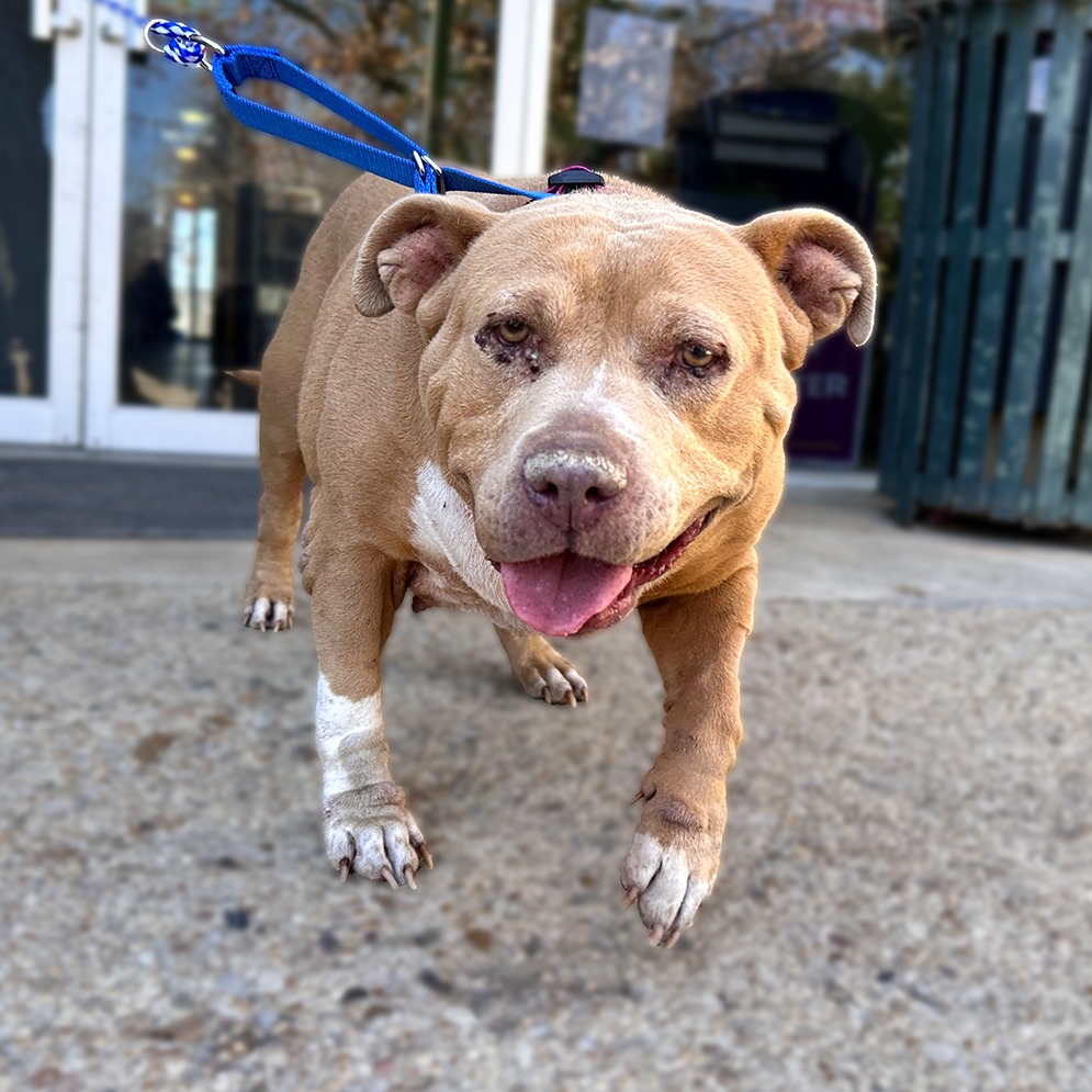 Ellie Belly, adoptable senior dog