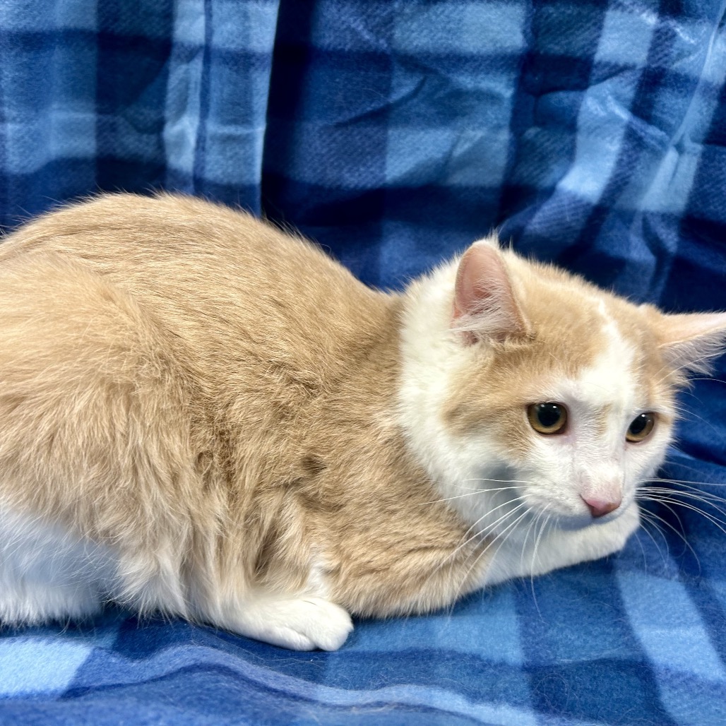 JIM - Domestic Medium Hair available for adoption