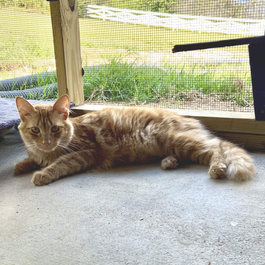Sunbeam, photo 4