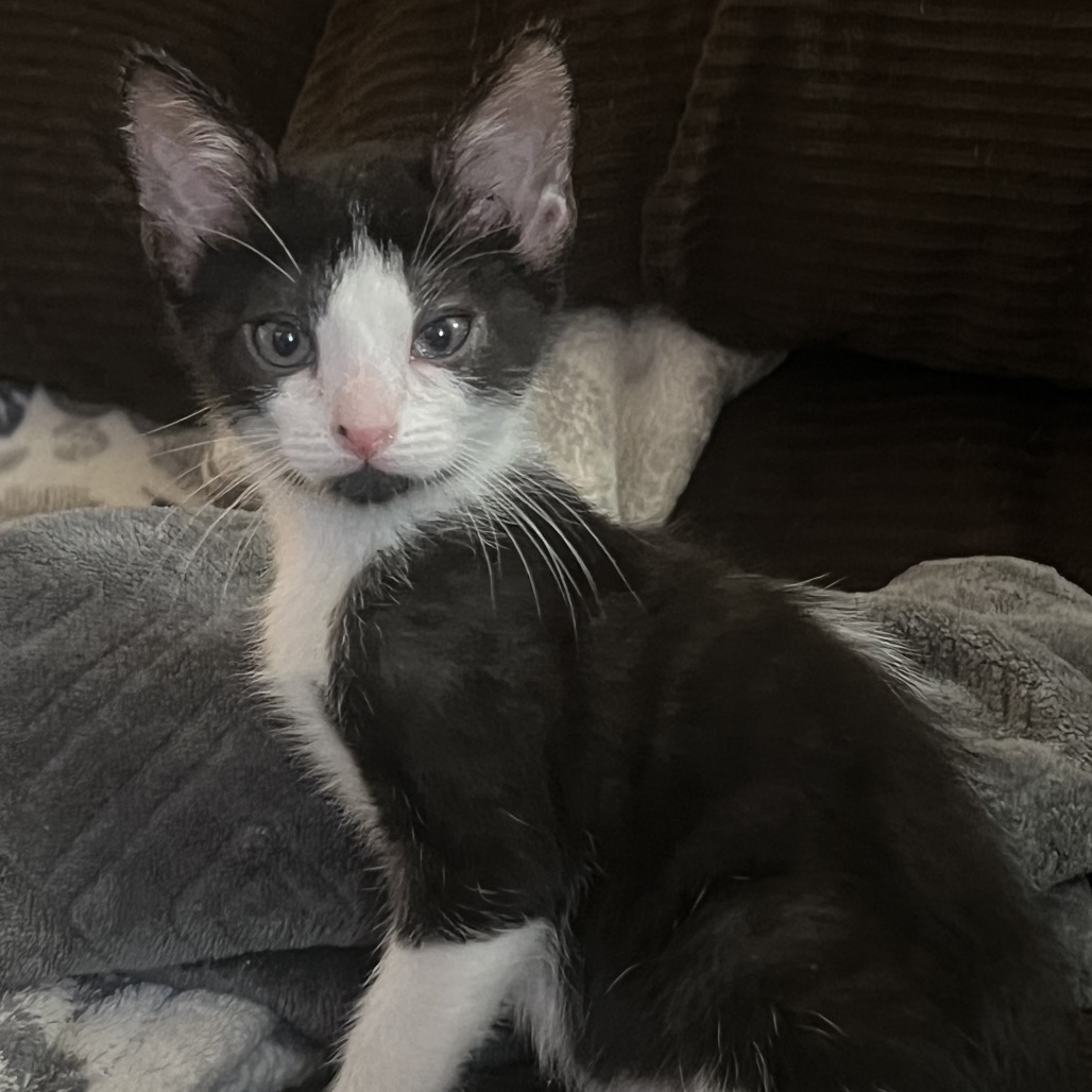 A#80 Oreo's preview photo