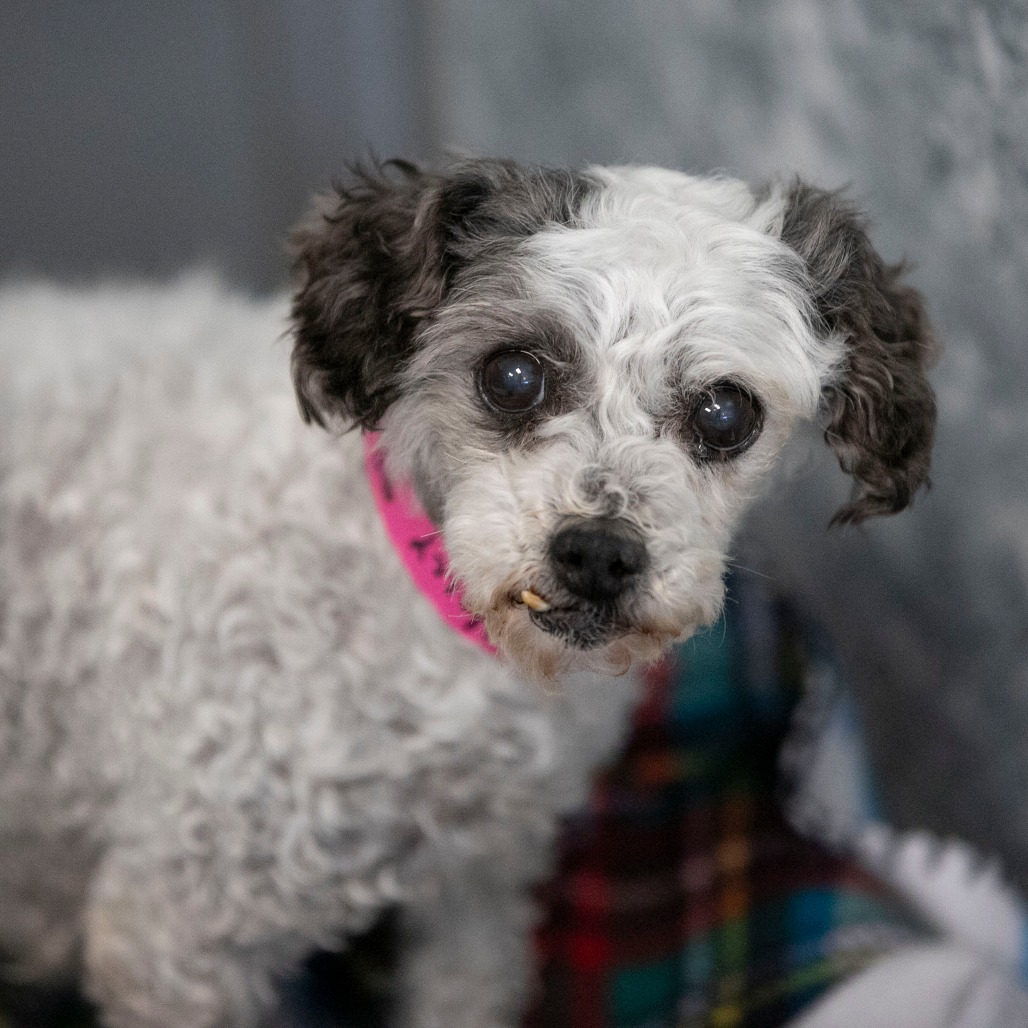 Holly (AP26-85), photo 3