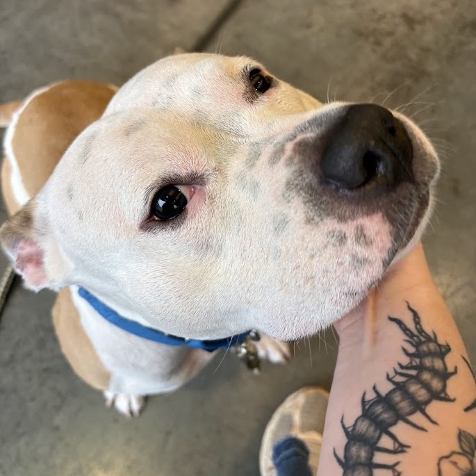 Photo of Buttercup 10