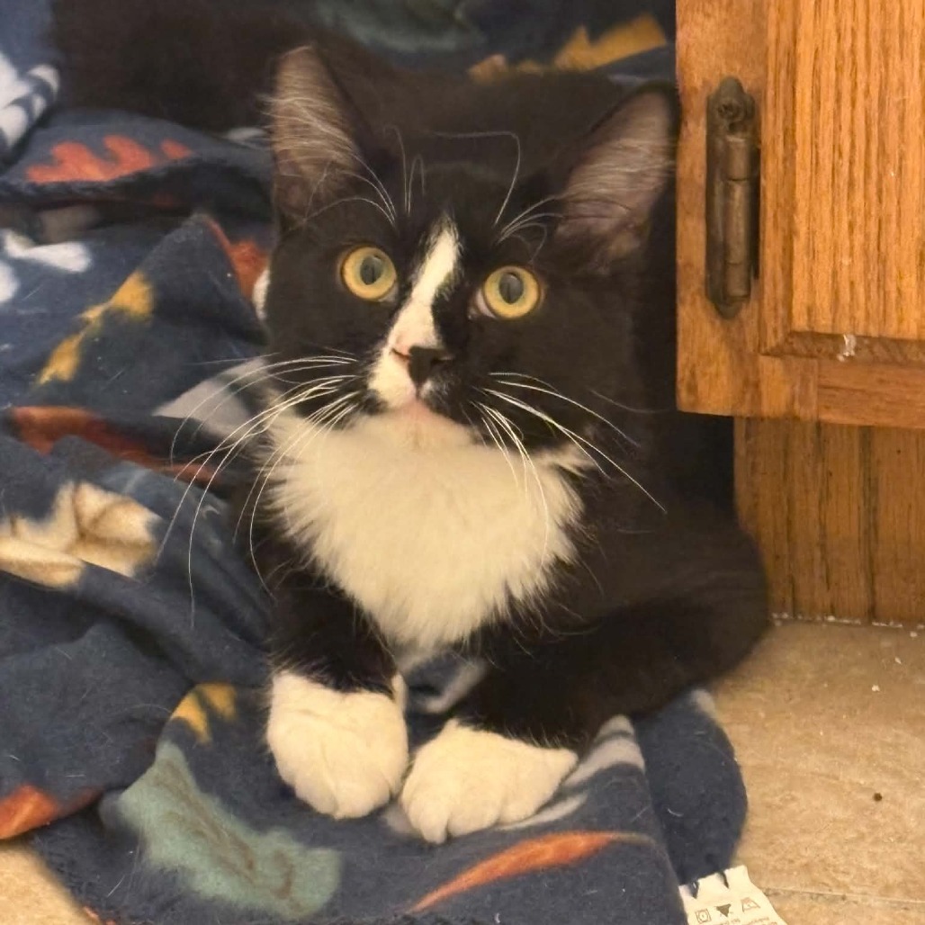 Domino In Foster