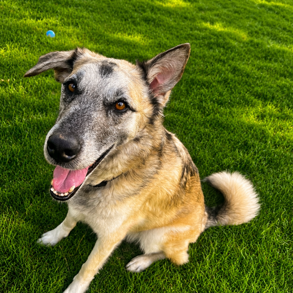 Photo of Samson