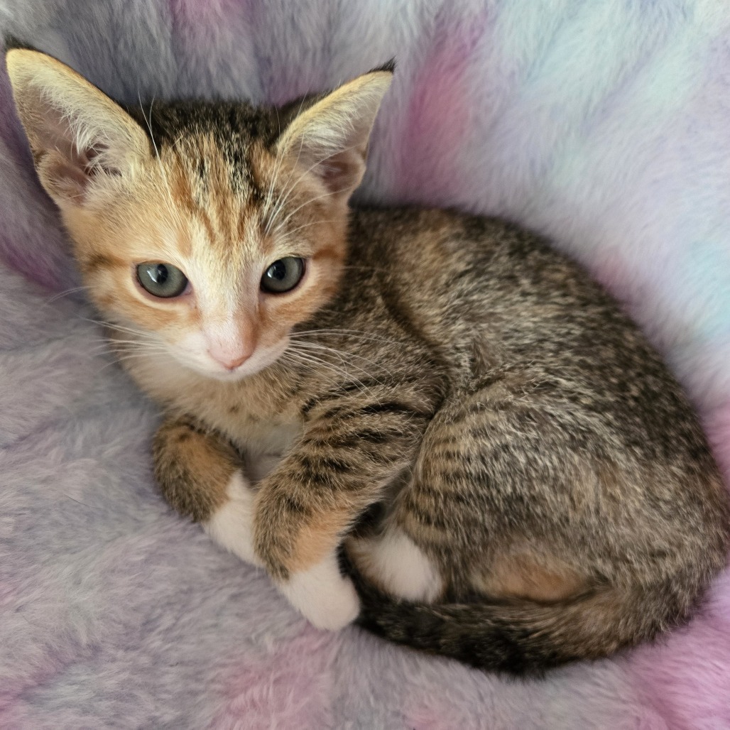 Kestral: Female 2 Domestic Shorthair