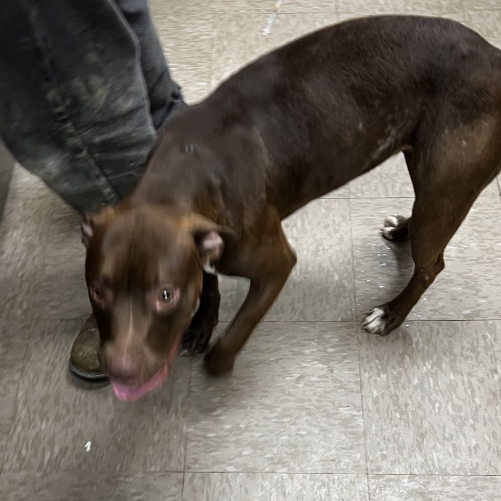 Pit Bull