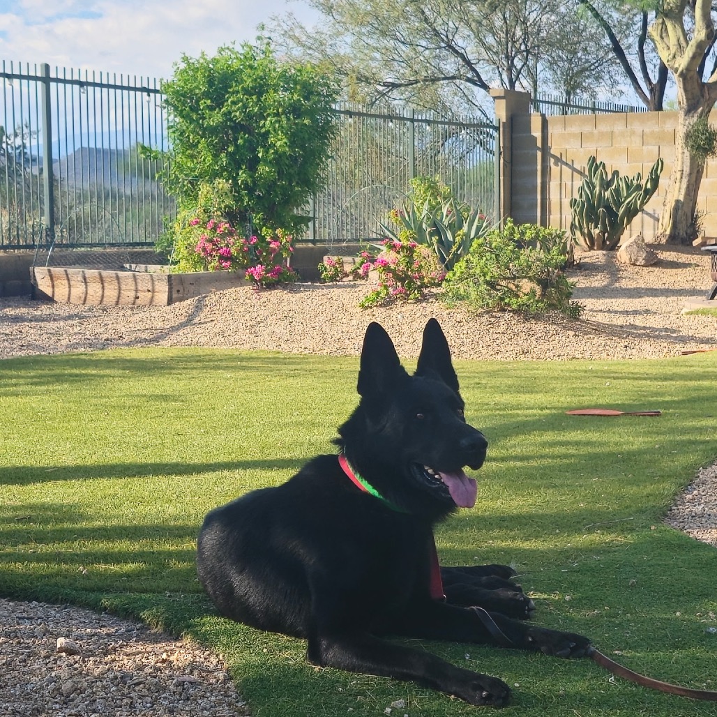Maximus, photo 2
