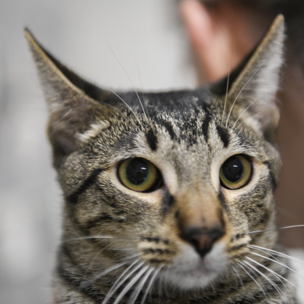 Kona - Domestic Shorthair