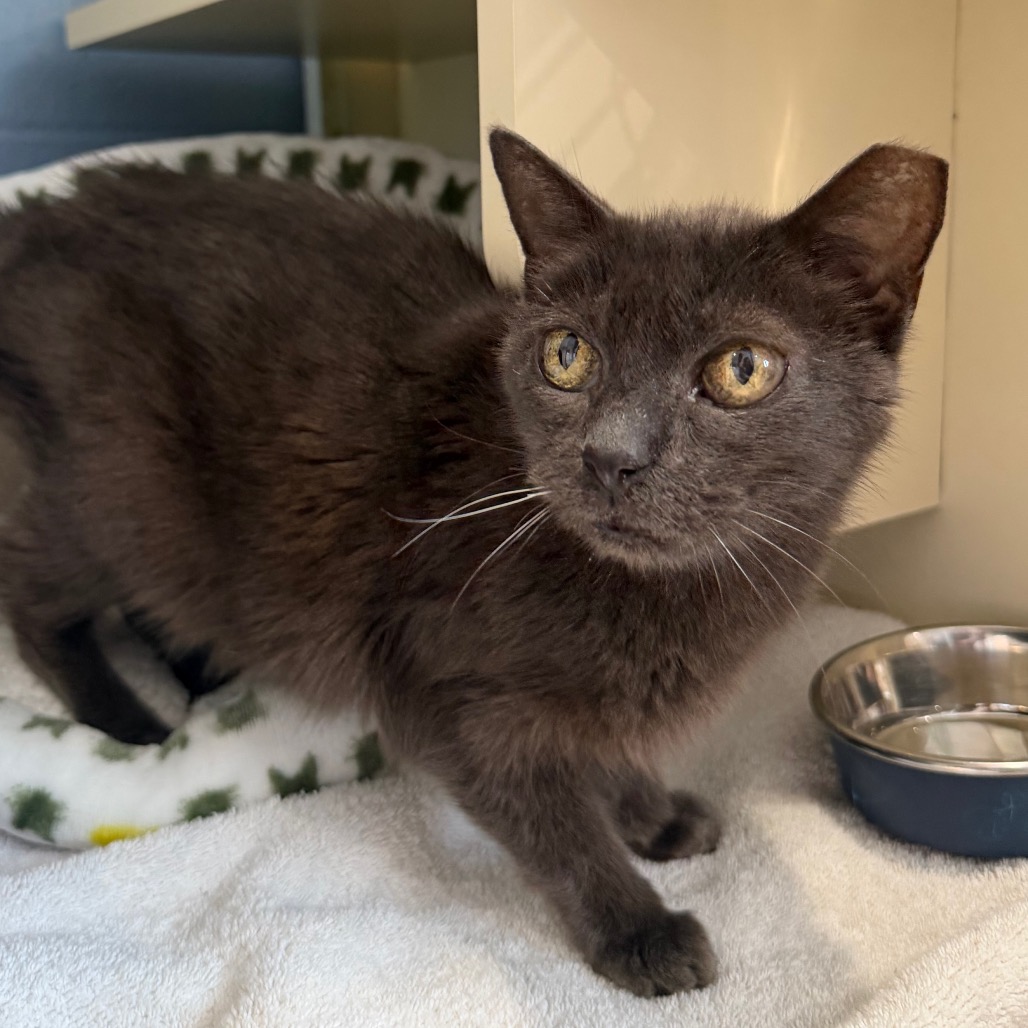 SARAH - Domestic Shorthair available for adoption
