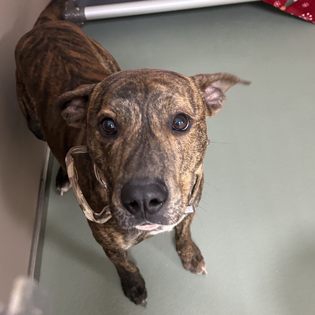 Mud Pie — thumbnail 2