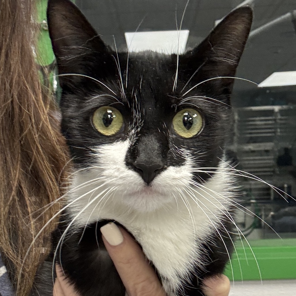CHITTER CHATTER - Domestic Shorthair available for adoption