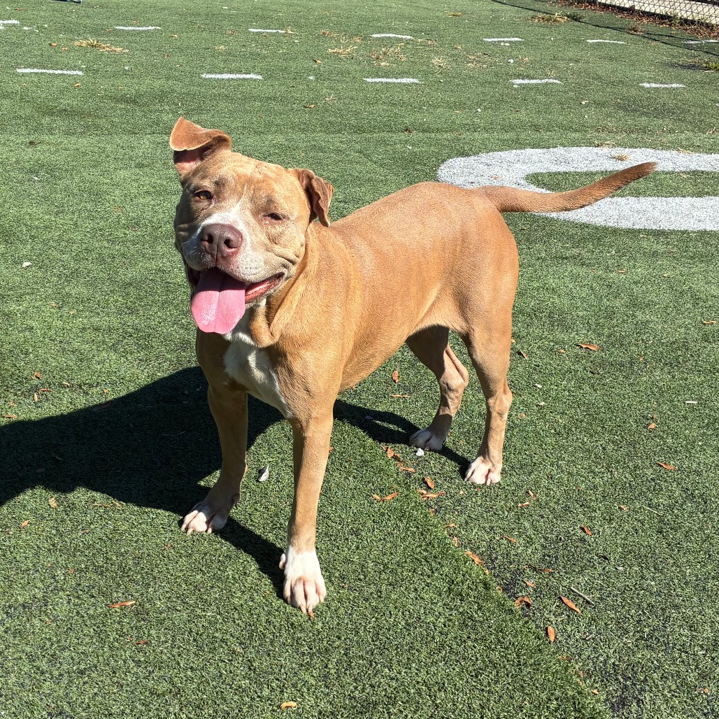Olive (Formerly Copper), photo 11