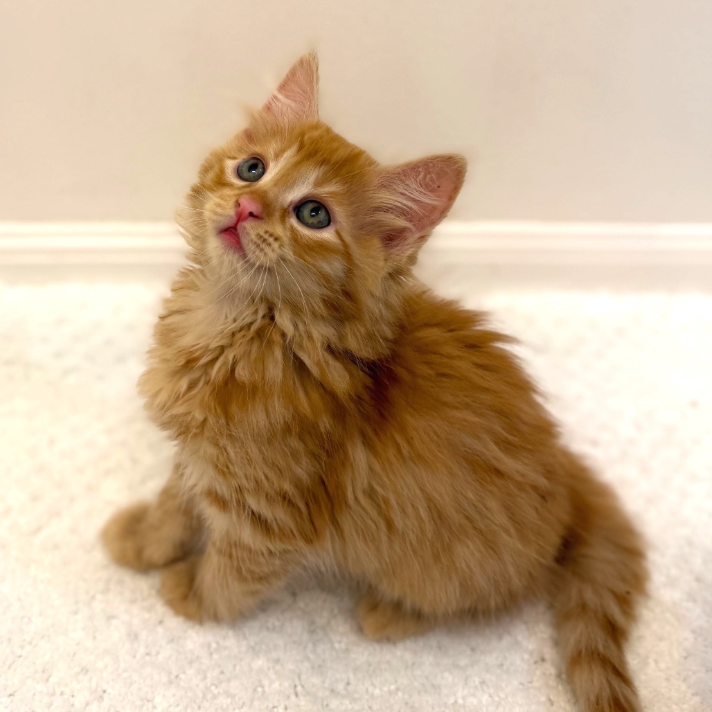 Tangerine (No collar)