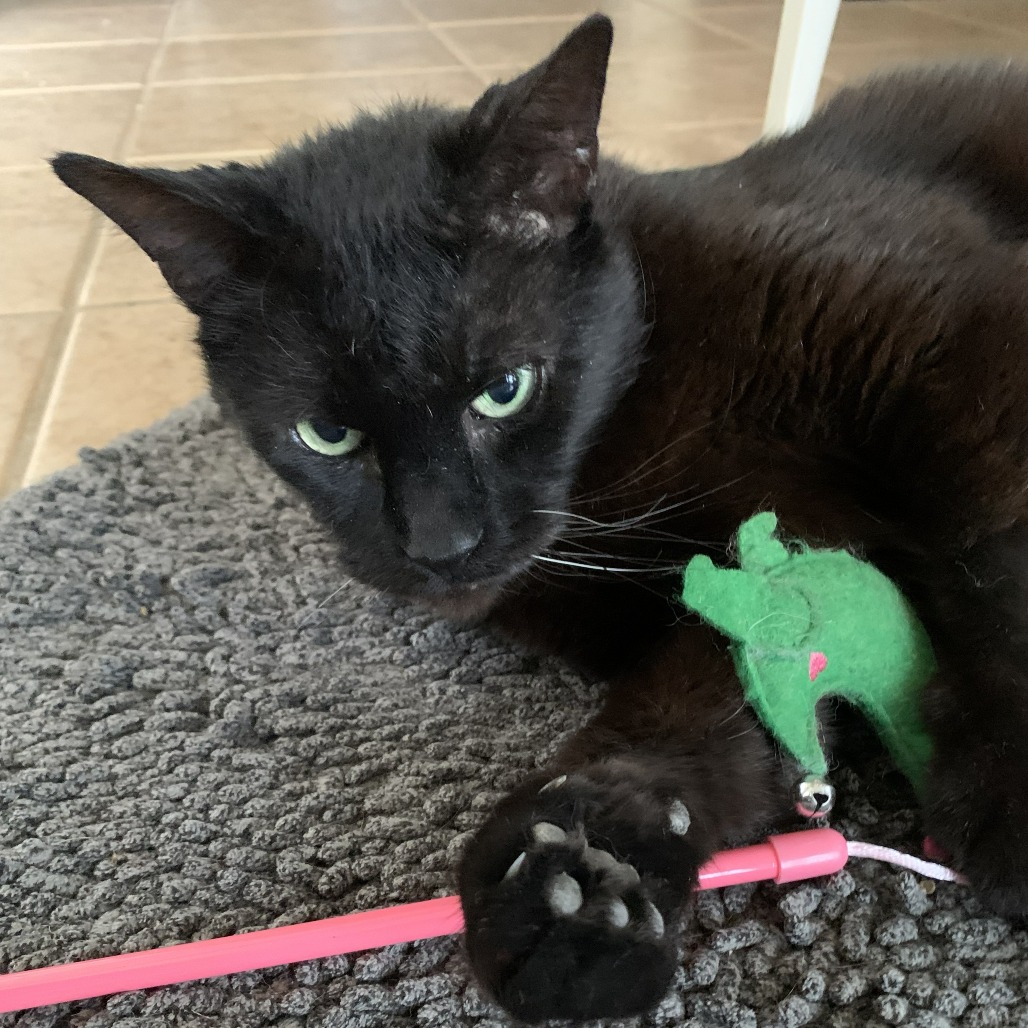 MORGAN - Domestic Shorthair available for adoption