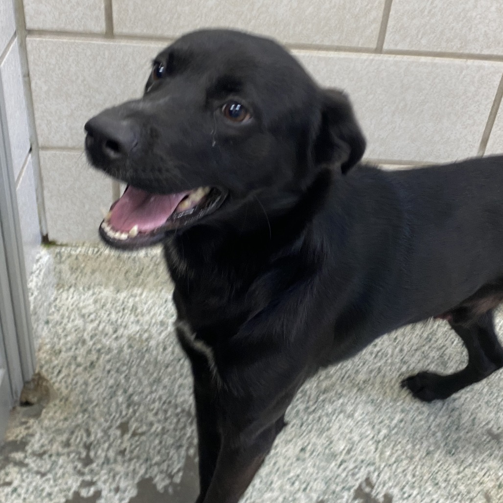 BAZOOKA GUM - Mixed Breed (Medium) available for adoption
